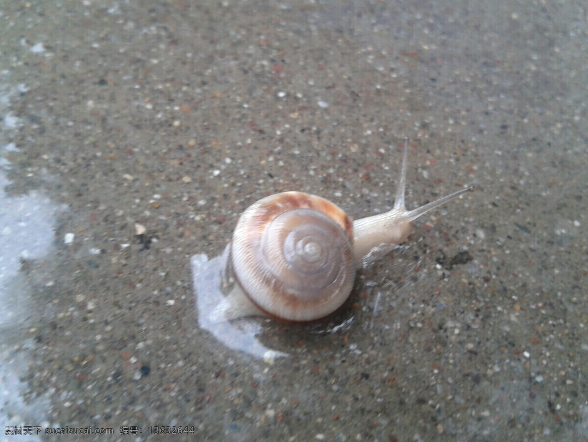 蜗牛 昆虫 生物世界 雨后蜗牛 大蜗牛 蜗牛在水中 蜗牛在爬行