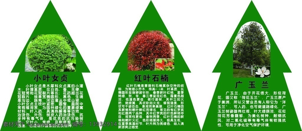 植物标签 植物简介 小叶女贞 红叶石楠 广玉兰 异形标签 小树 植物铭牌 铭牌 植物牌