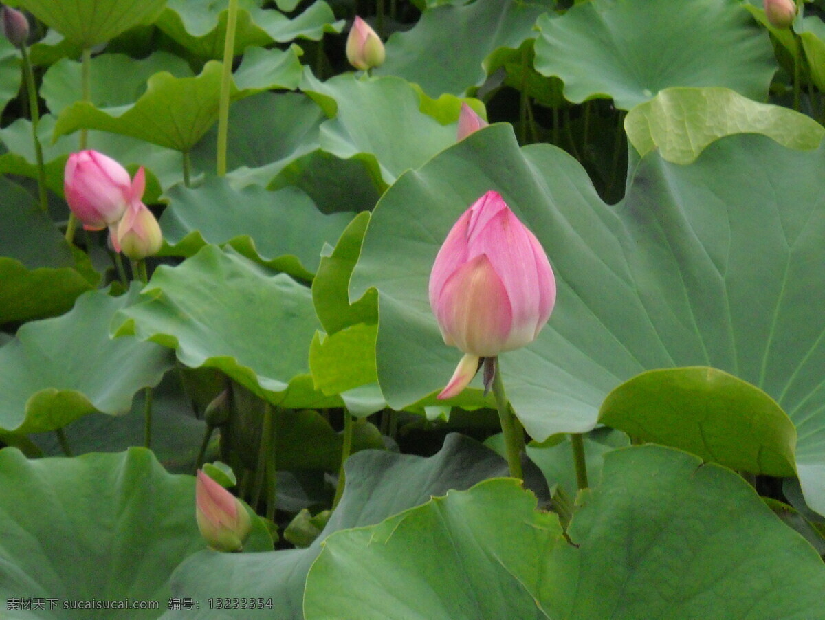 夏季 清 荷 荷花 荷花包 荷花的图片 荷花图 曲江池 风景 生活 旅游餐饮
