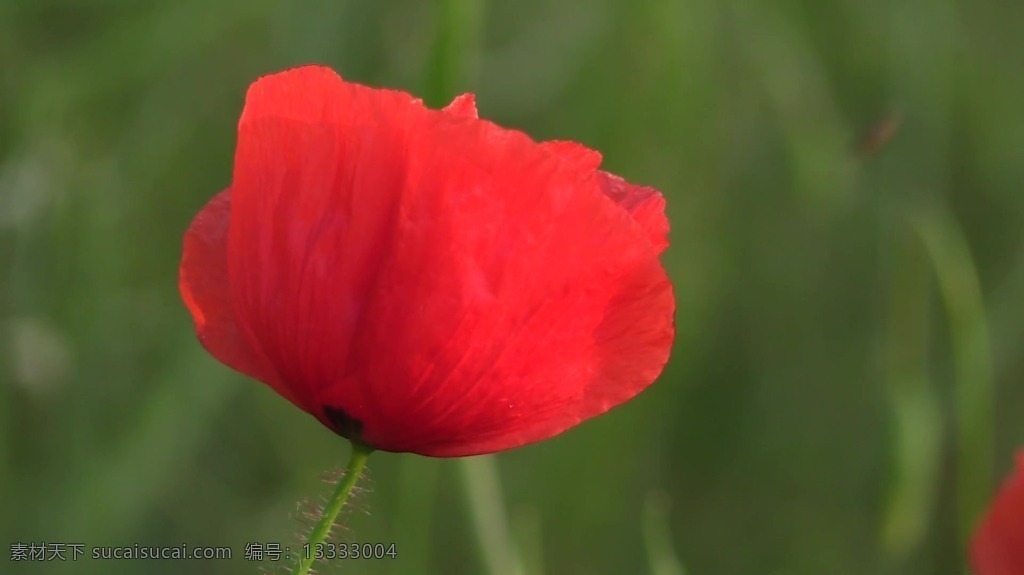 视频背景 实拍视频 视频 视频素材 视频模版 红色 花朵 花朵视频