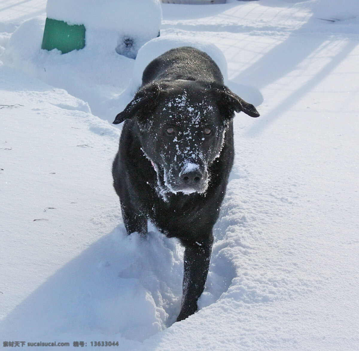 雪 拉布拉多 寻回 猎犬 生物世界
