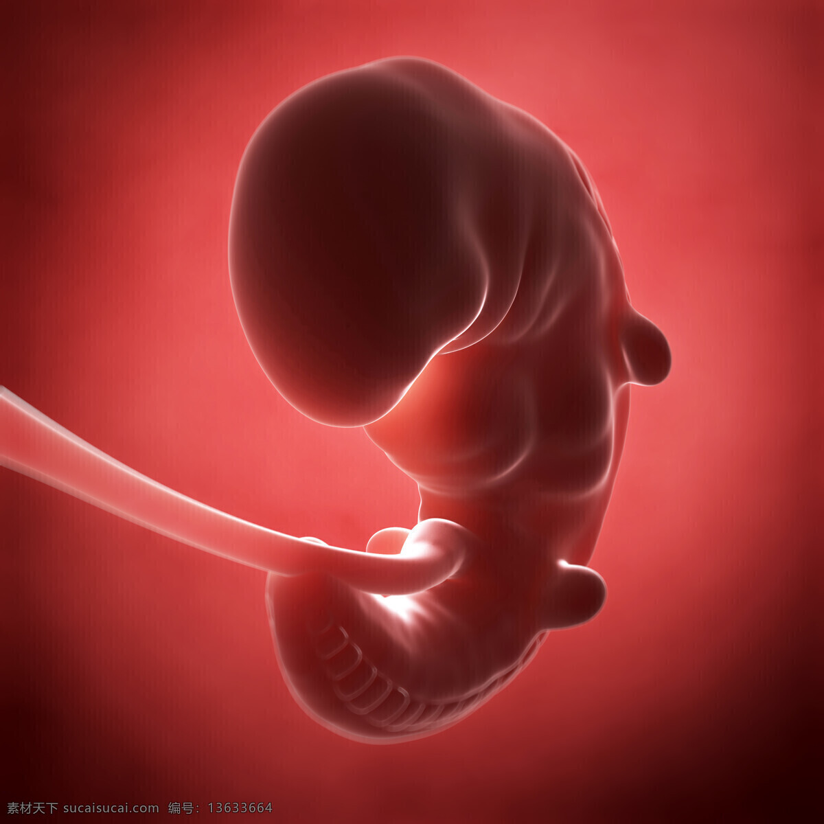 肚子 里 正在 发育 胎儿 孩子 宝宝 体内 脐带 其他人物 人物图片