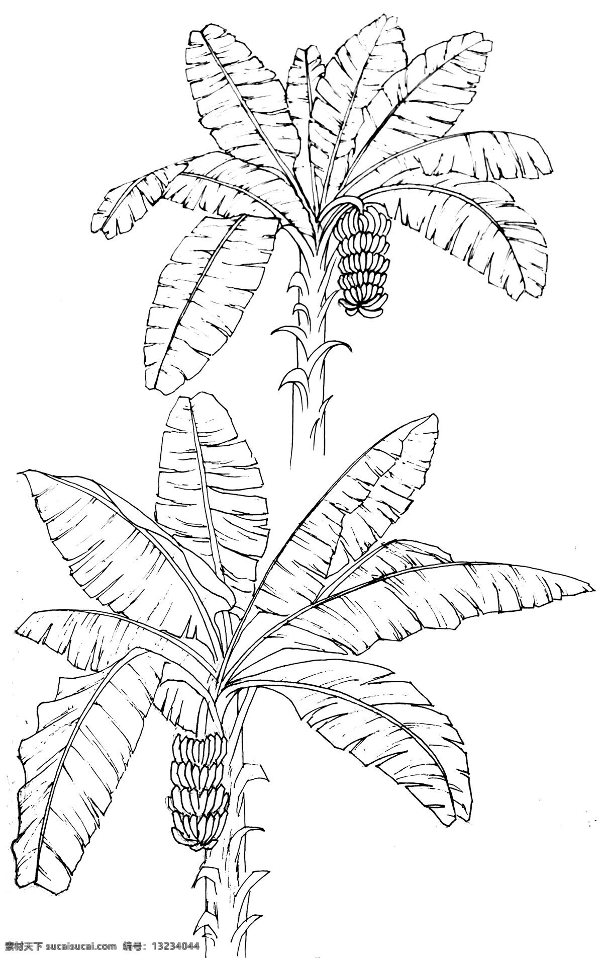 芭蕉 钢笔白描 速写 手绘 钢笔手绘 植物白描 芭蕉树树 线描 白描图谱 绘画书法 文化艺术