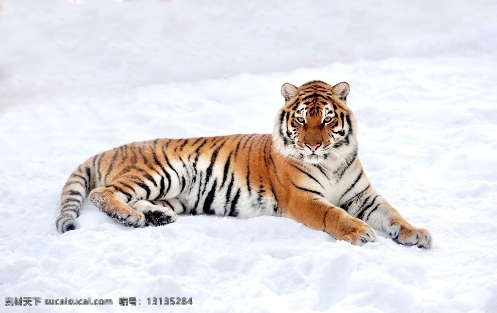 虎 猛兽 野生动物 陆地动物 动物 小老虎 幼虎 大自然 华南虎 东北虎