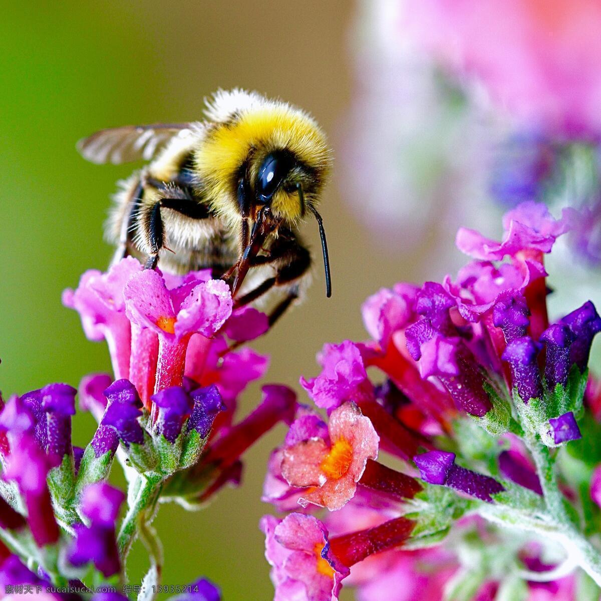 蜜蜂 蜂蜜 花 昆虫 自然 背景 花粉 新鲜 美丽 花蜜 春天 艺术 動物 生物世界