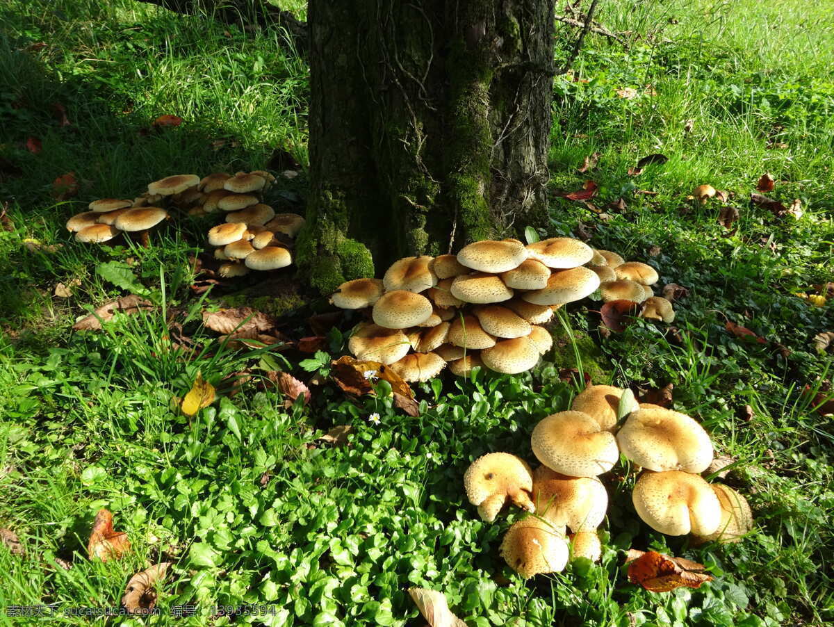 野生菌 菌菇 野生蘑菇 毒蘑菇 山珍 野味 生物世界 其他生物