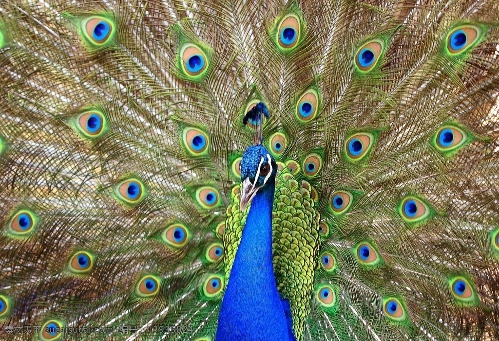 漂亮的孔雀 孔雀 美丽的孔雀 孔雀开屏 生物世界 鸟类