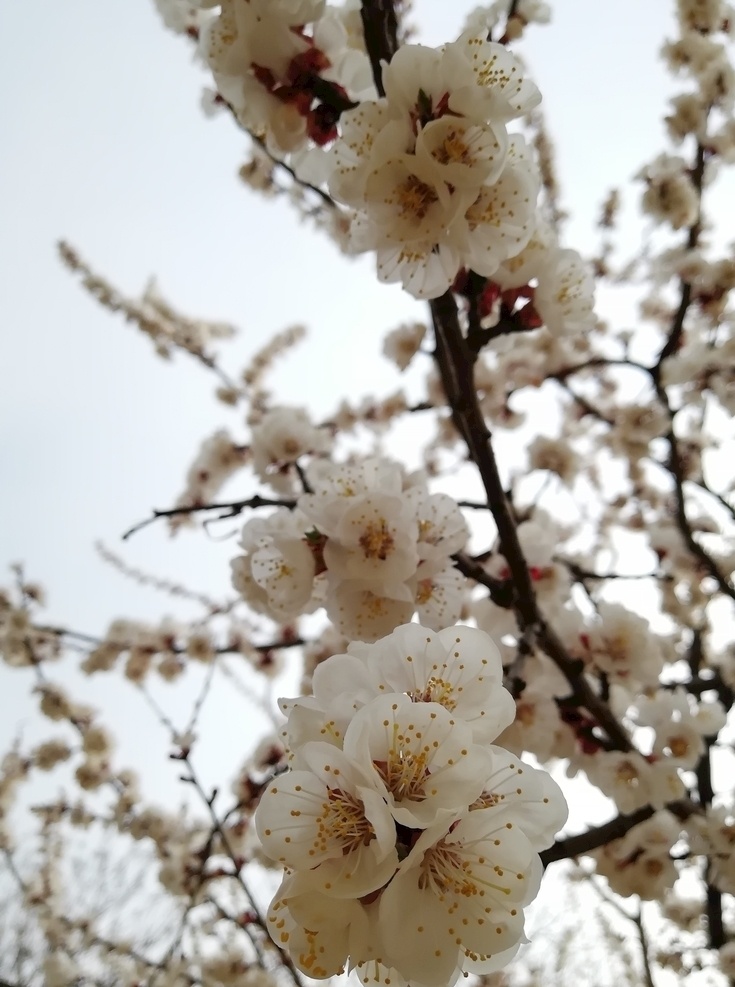 杏花 美丽 花瓣 粉红 春天 自然景观 田园风光