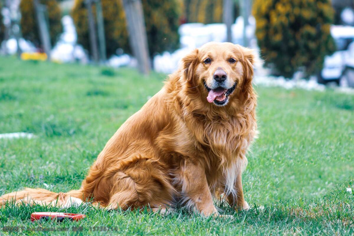 宠物狗 大型犬 宠物 金毛犬 金毛 伴侣犬 生物世界 家禽家畜