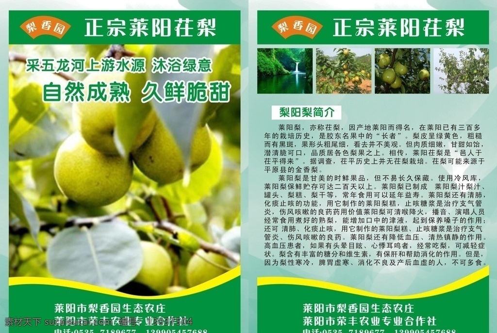 莱阳梨 水果 梨 宣传单 传单 矢量