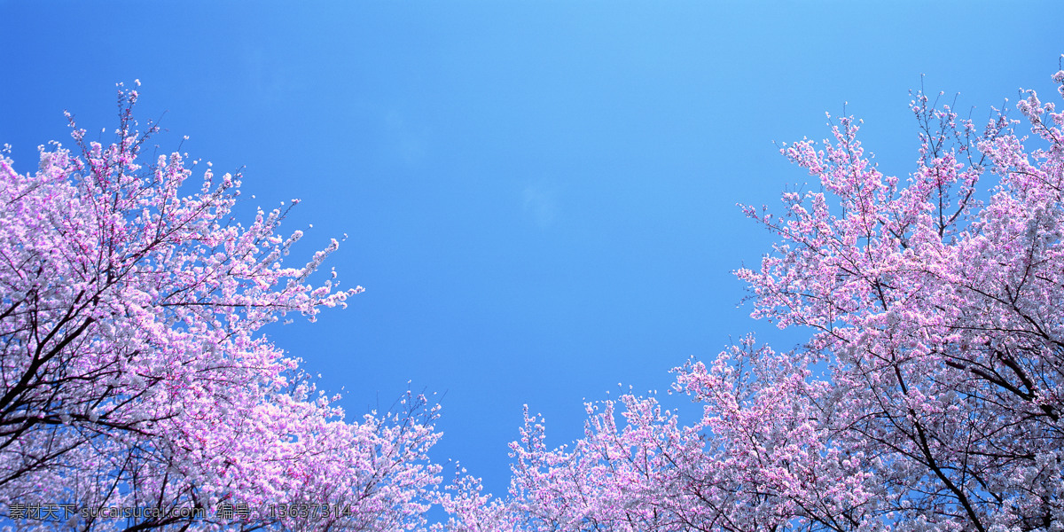 樱花 蓝天 粉色樱花 日本樱花 满树樱花 樱花盛开 樱桃园 观赏花卉 天空 白云 淡云 风景画 春天风景 植物世界 树木树叶 生物世界