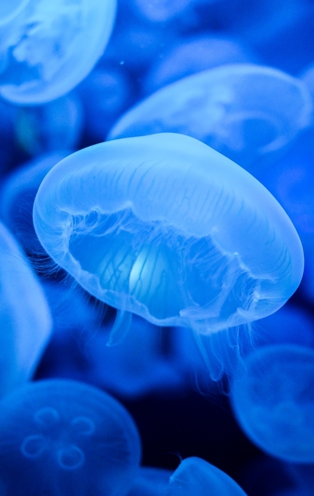 海洋生物 生物 海洋 水母 蓝色 背景 海报 生物世界