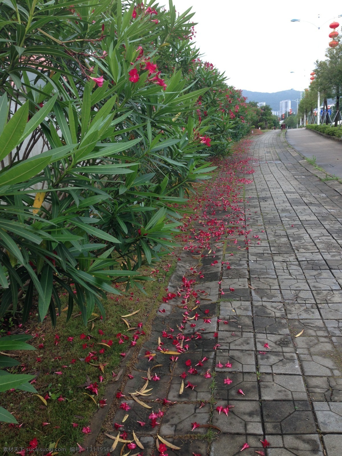 落花 花瓣落地 花树 紫色花 背景 花落 自然风光 自然景观 自然风景