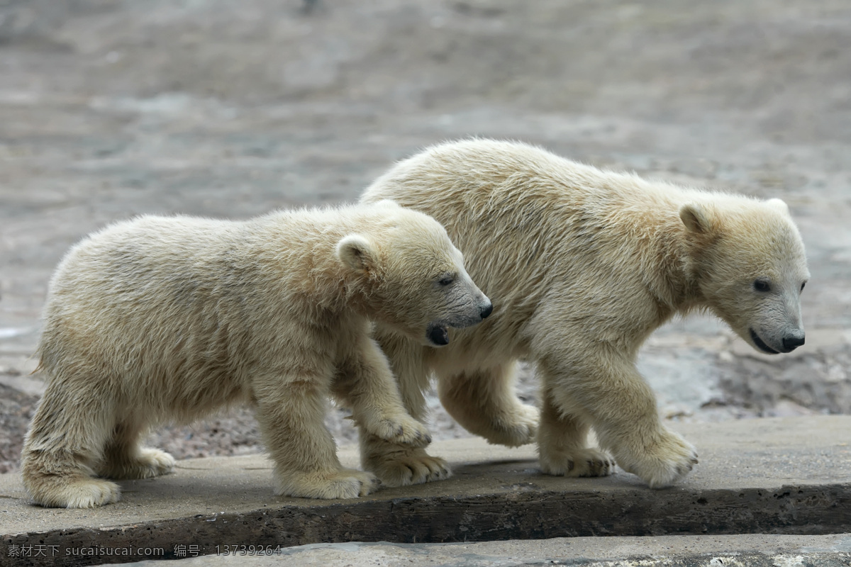 可爱 北极熊 素材图片 熊 熊摄影 动物 动物摄影 野生动物 动物世界 动物园 陆地动物 生物世界
