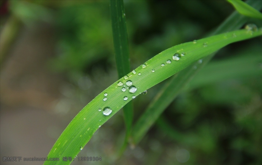 绿草上的水珠 小水珠 雨后的绿草 绿草上的水滴 小雨滴 生物世界 花草