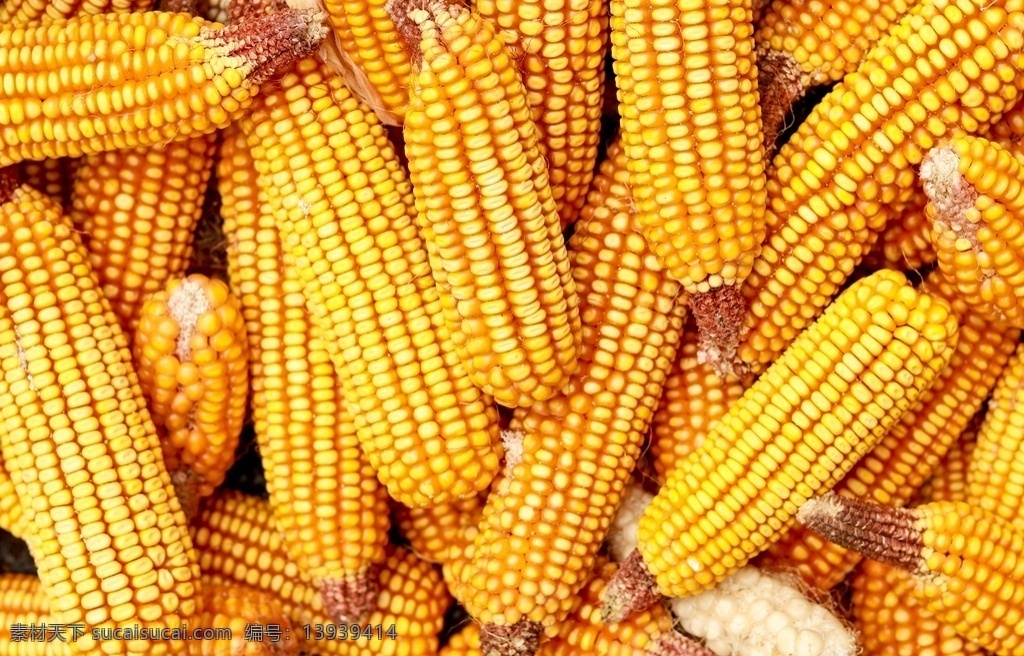 玉米图片 黄玉米 熟玉米 生玉米 玉米地 玉米摄影 玉米照片 玉米特写 玉米高清图 玉米壁纸 玉米种子 玉米广告 玉米宣传 玉米海报 玉米素材 苞米 苞米地 玉米庄家 玉米田地 玉米采摘 嫩玉米海报 鲜玉米 玉米包装 玉米展板 苞米种子 苞米种子传单 棒棒 玉米粒 杂粮五谷 生活百科 生活素材