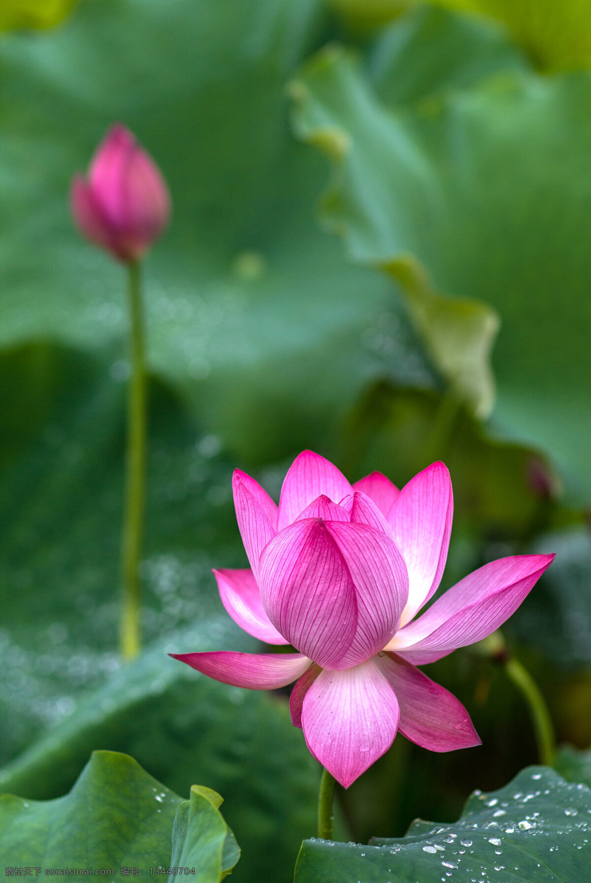 莲花 荷叶 莲花池 荷花香 荷塘 荷池 莲蓬 莲藕 花粉 荷花 红莲花 生物世界 花草