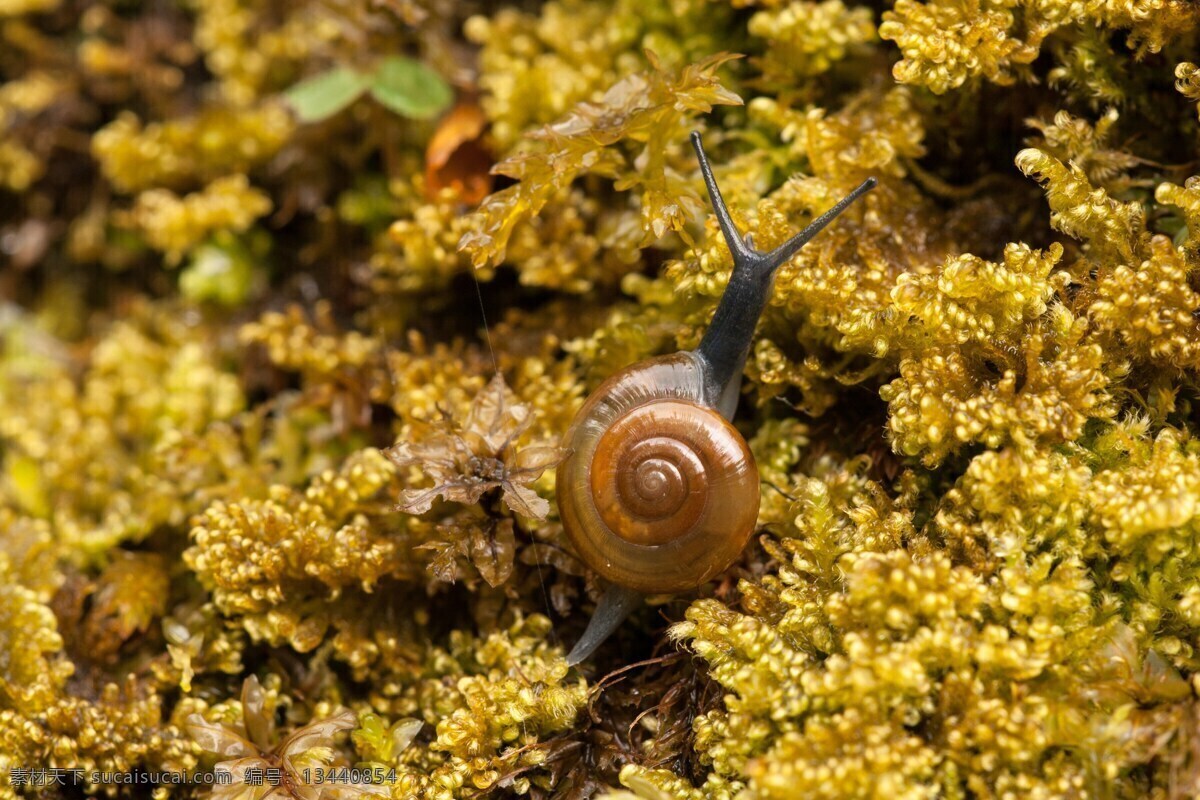一只小蜗牛 蜗牛 小蜗牛 蜗牛爬行 蜗牛壳 爬行 爬行动物 草丛 昆虫 动物 小动物 小昆虫 驼包蜒蚰 陆生 软体动物 生物世界