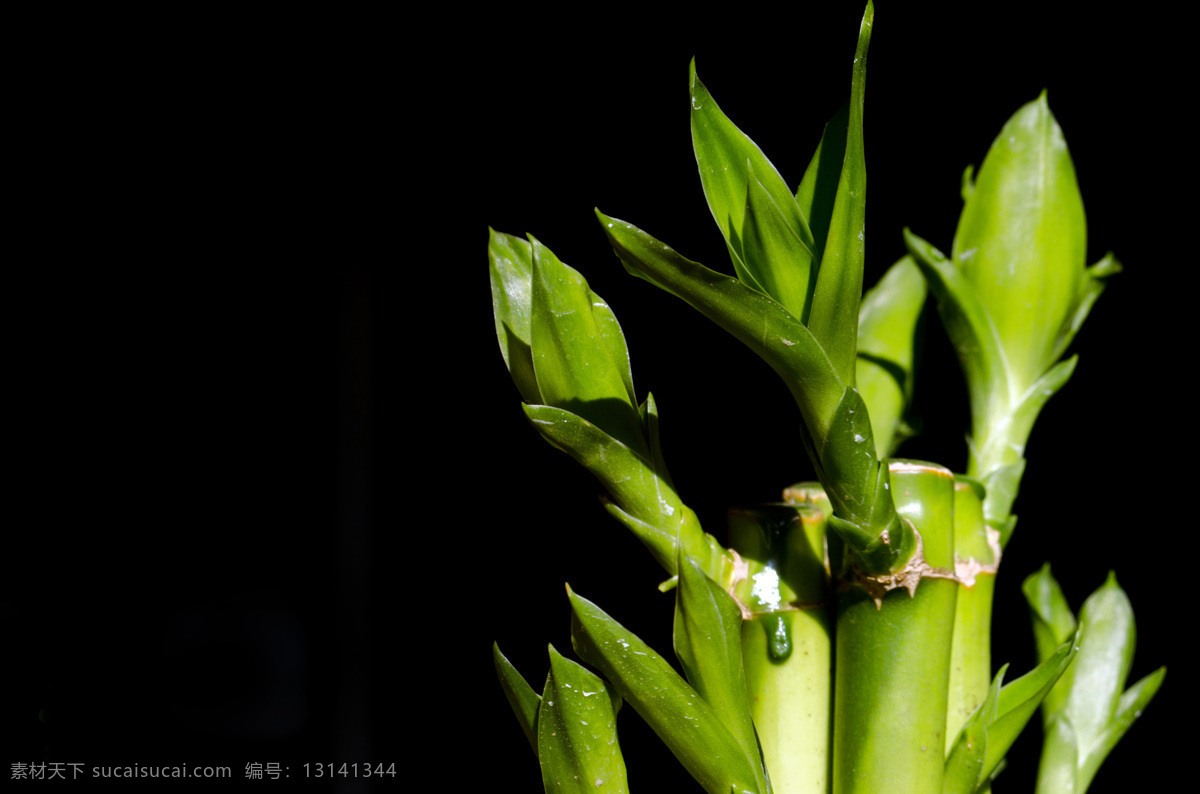 富贵竹 微距 绿色 植物 桌面 光影 生物世界 花草