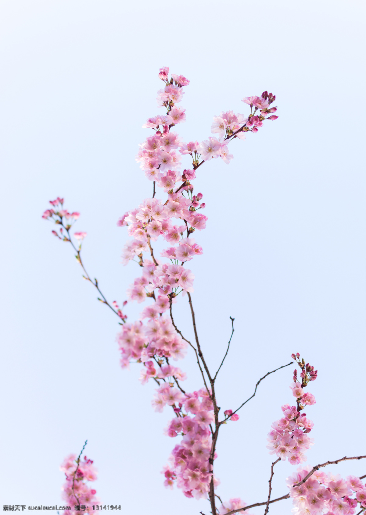 绿色植物 植物 花朵 粉色 花瓣 花枝 树枝 粉色花朵 桃花