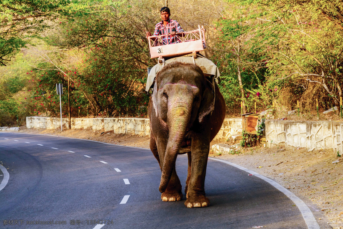 骑 大象 印度人 印度风情 印度旅游 其他类别 生活百科