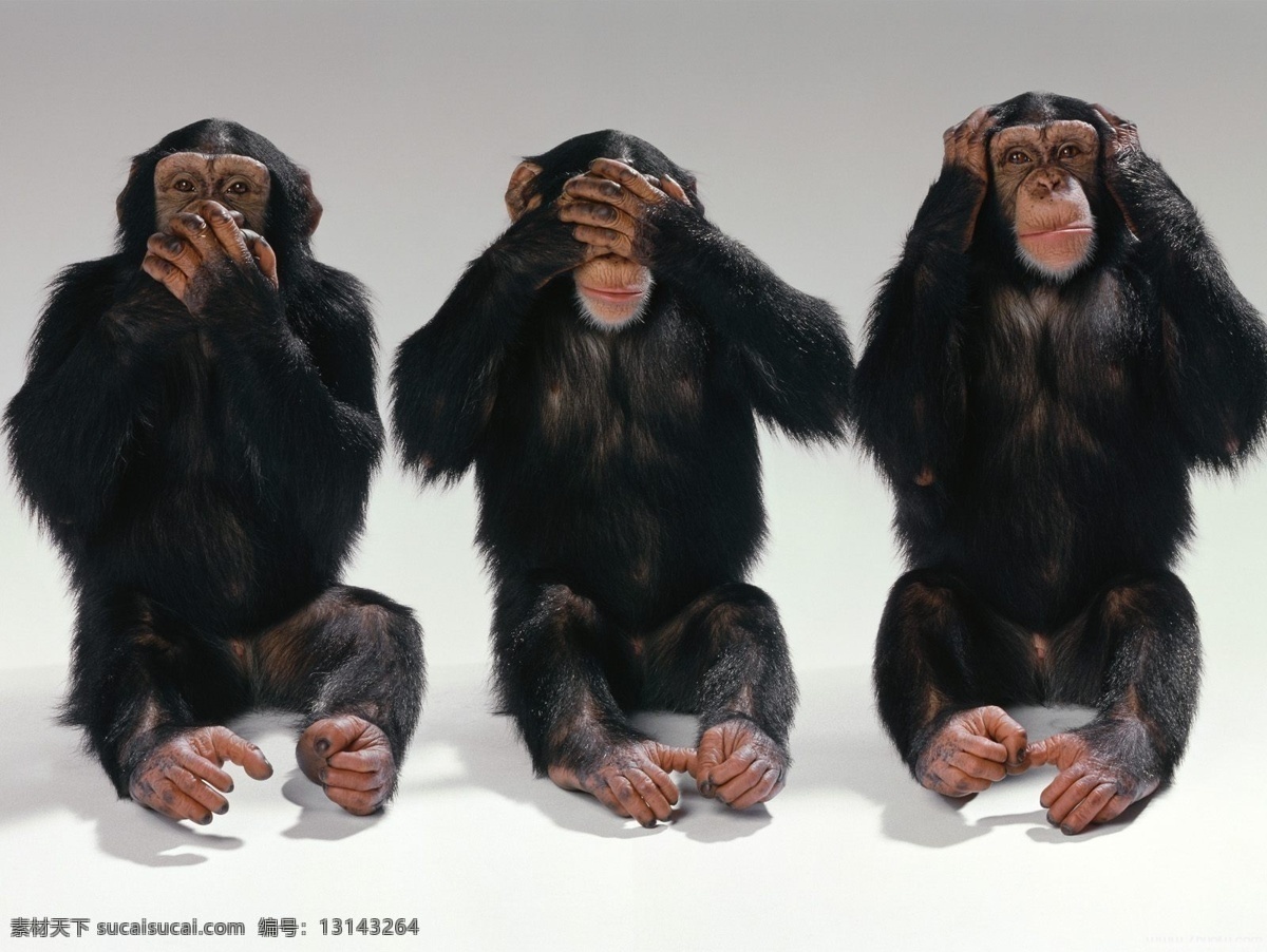 三只猩猩 非礼勿视 非礼勿听 非礼勿言 生物世界 野生动物 摄影图库