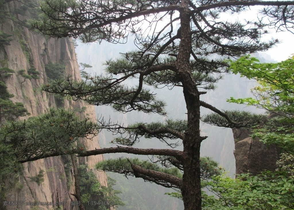 黄山风景区 黄山 松树 大山 植物 景区 旅游景区 生物世界 树木树叶