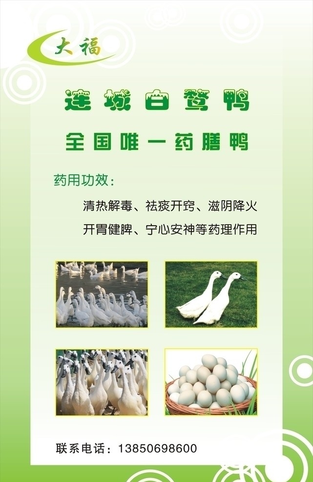 白鹜鸭 白鸭 底纹 动物 连城白鸭 矢量