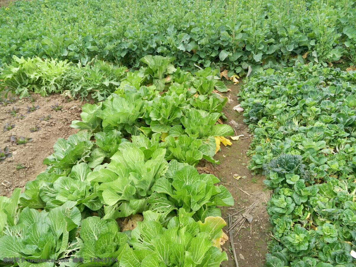 菜地 风景 农村 乡下 小山 树木 绿色环境 自然景观 田园风光