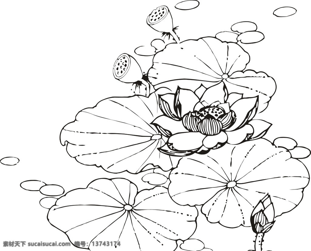 手绘 简 笔画 睡莲 莲花 荷花 简约 简单 时尚 花 简约画 植物 花卉 花朵 草木 艺术插画 插画 装饰画 简笔画 线条 线描 简画 黑白画 卡通 简单手绘画 矢量图 花草树木 生物世界 花草 荷花系列 包装设计