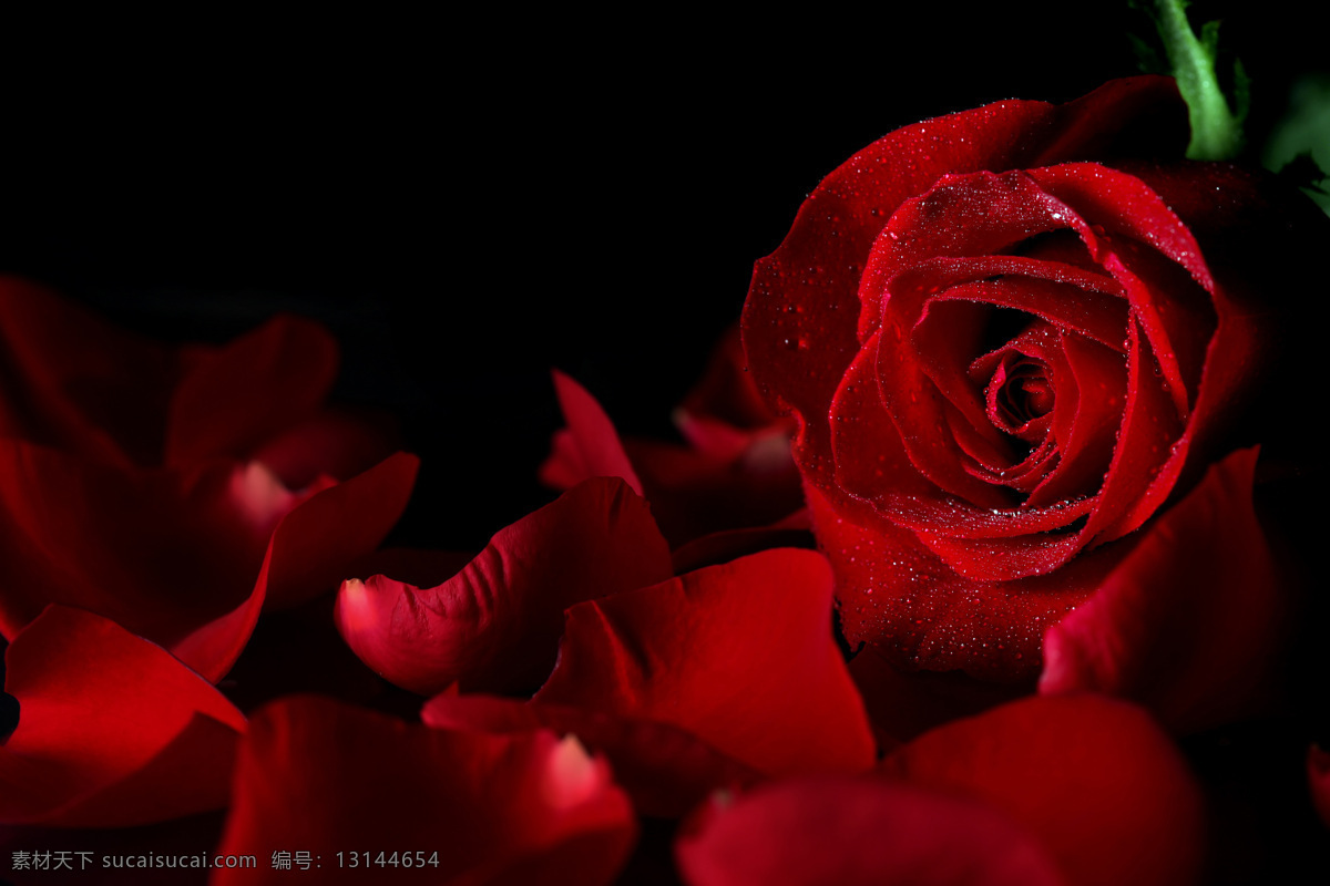 玫瑰 红玫瑰 特写 花瓣 水珠 露珠 晶莹剔透 特写玫瑰 玫瑰花 高清花朵 花 花卉 俯视玫瑰 野生玫瑰 花朵 迷人玫瑰 高清 花草 生物世界