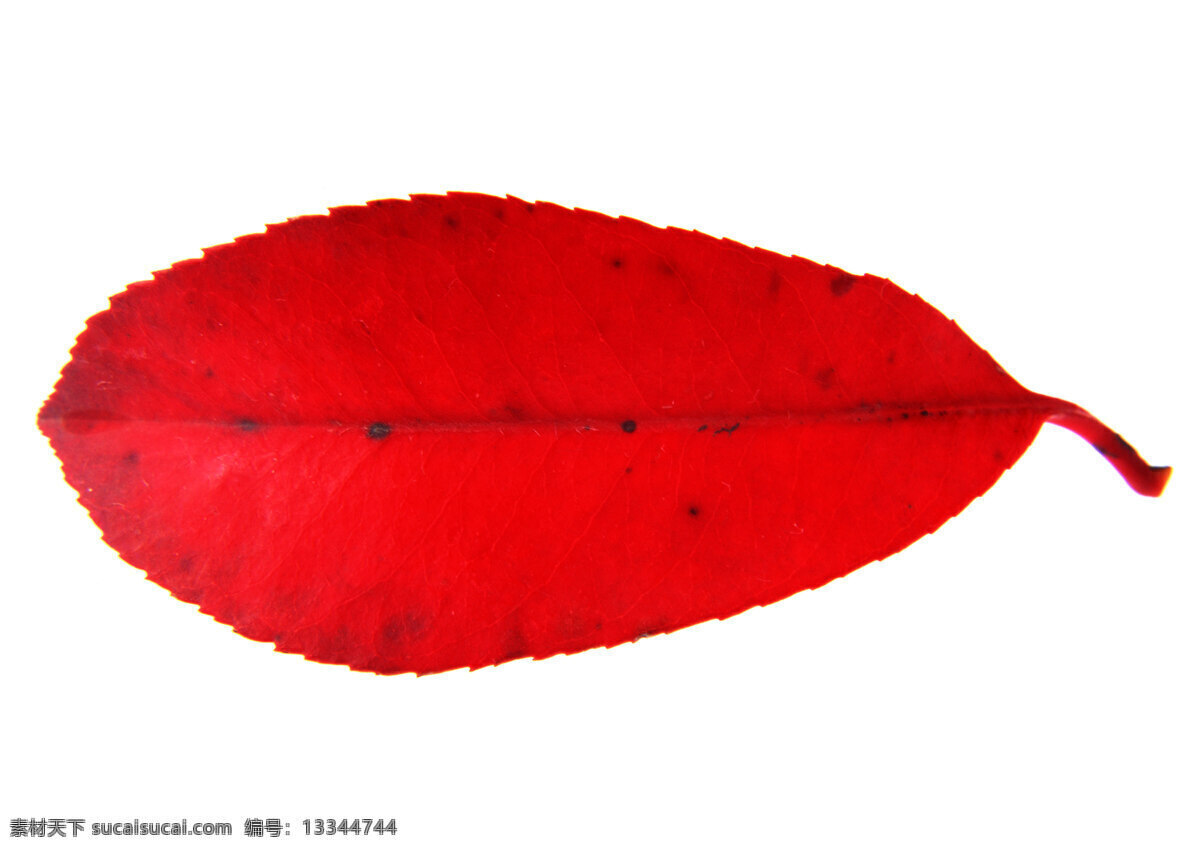 秋叶 叶子 叶脉 壁画 墙纸 花卉 专辑 生物世界 树木树叶