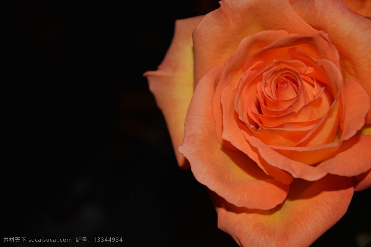 高清 唯美 橘 色 月季花 鲜花 花卉 花朵 花草 鲜艳