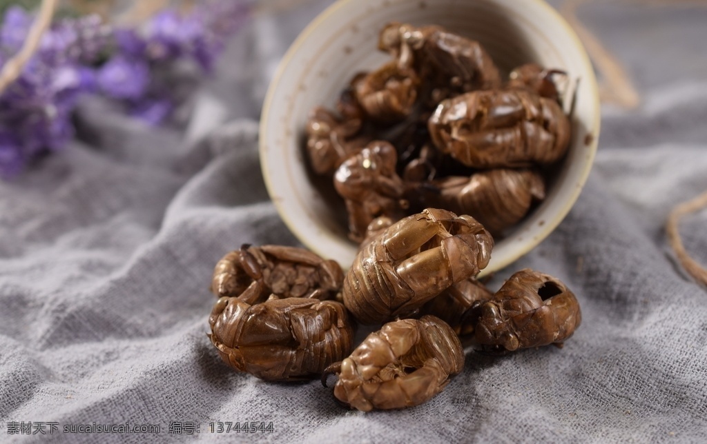 蝉 知了壳 蝉蜕 破壳 蝉衣 蜕壳 金蝉脱壳 中药材 药材 中药蝉壳 中药虫蜕