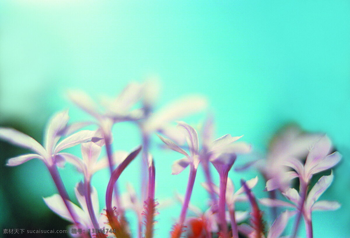 百花争艳 背景 风景 花瓣 花草 优雅 psd源文件