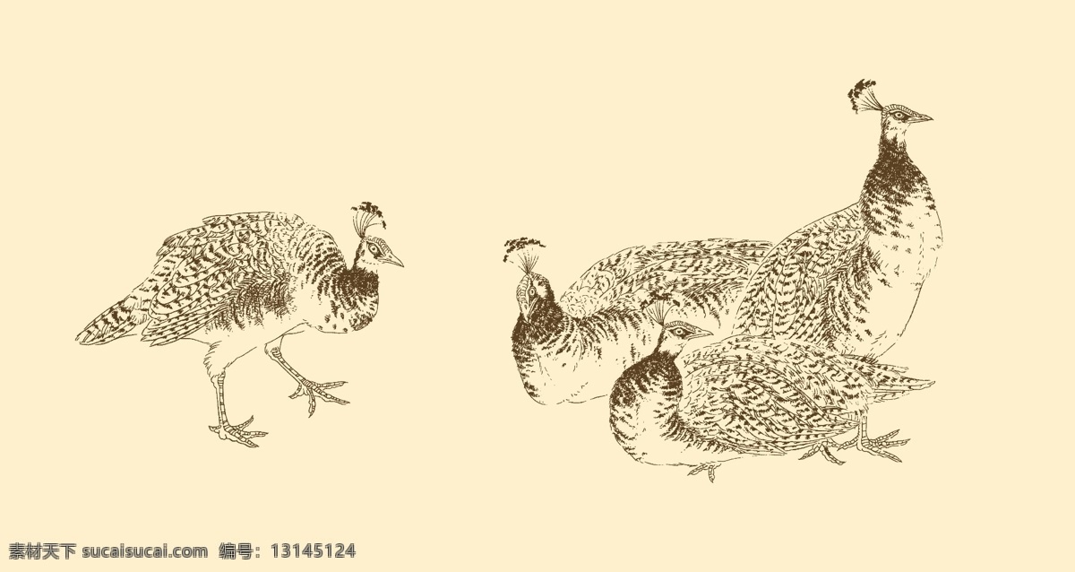 白描孔雀 白描 线描 国画 中国画 孔雀 禽鸟 动物 分层 源文件