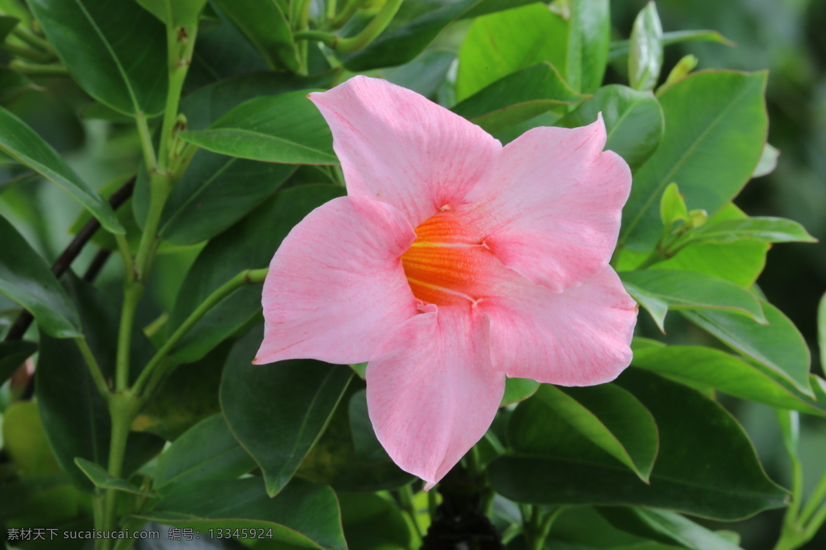 飘香藤 红皱藤 双腺藤 双喜藤 文藤 红蝉花 藤本植物 观赏花卉 花瓣 花朵 花儿 花草 花卉 植物 绿化景观 花卉大观园 生物世界