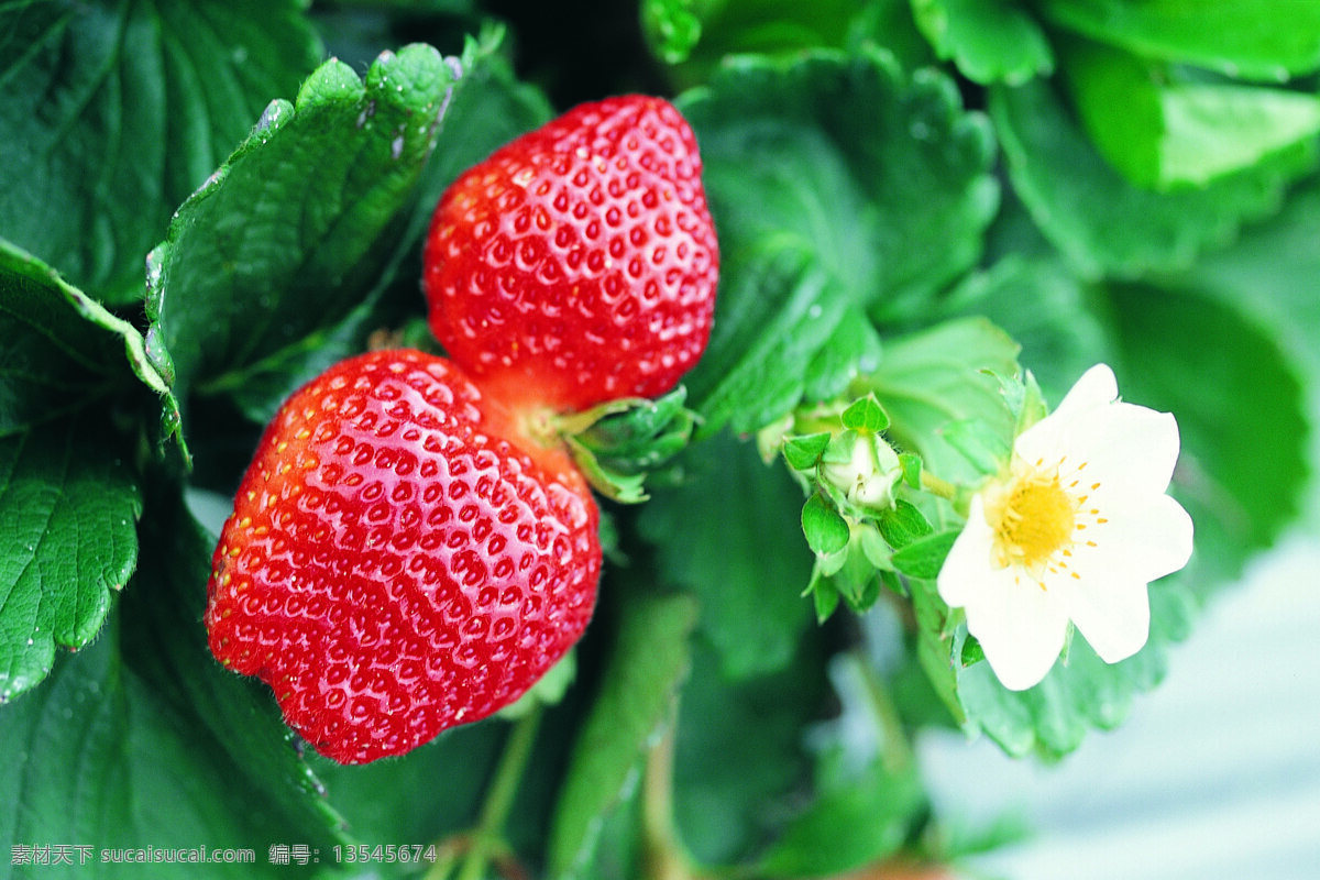 全球 首席 大百科 果园风光 花开花落 蔬菜 园林 开花结果 水果重地 装饰素材 园林景观设计