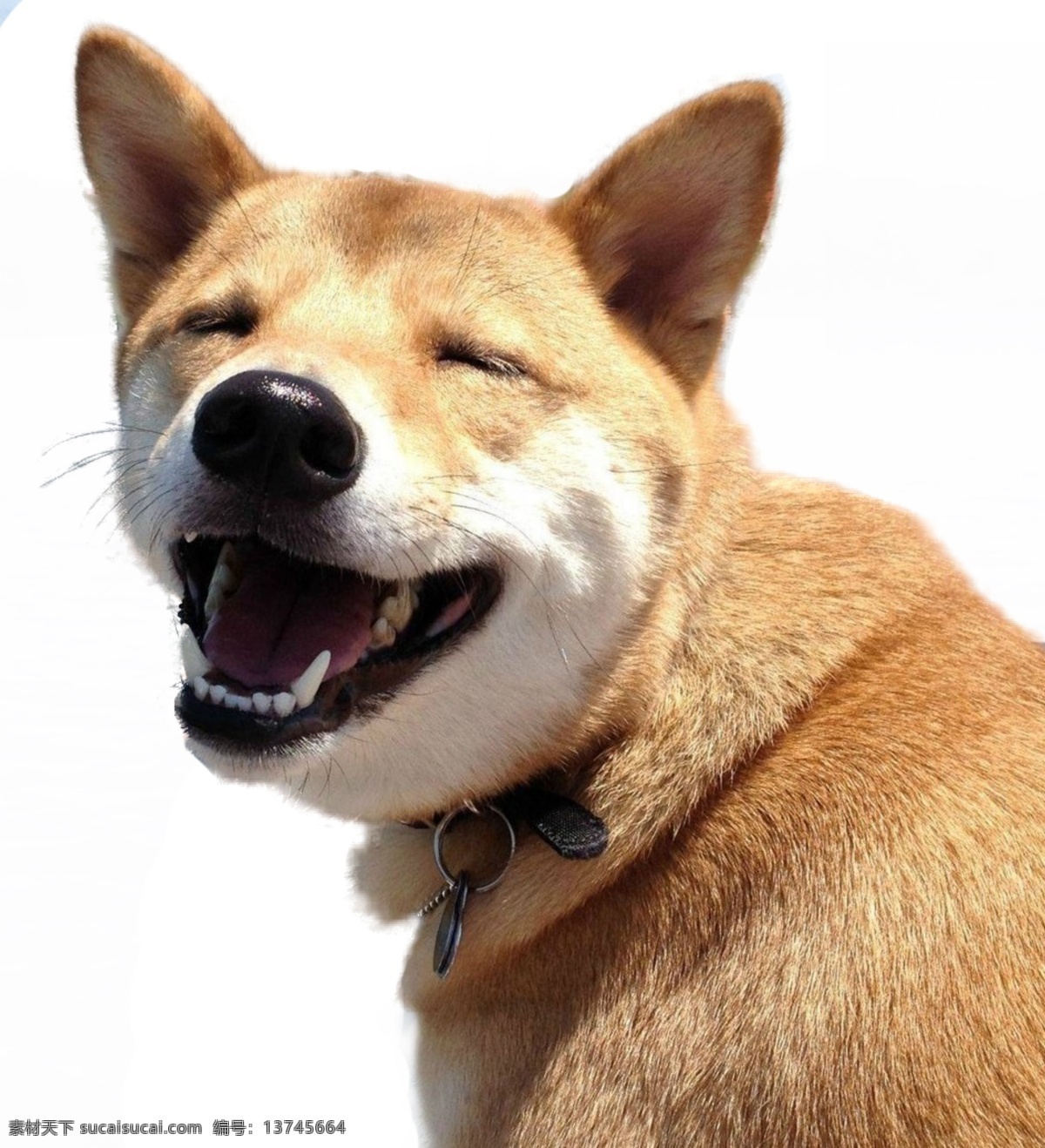柴犬狗狗元素 柴犬 动物 狗 乐观狗 汪星人