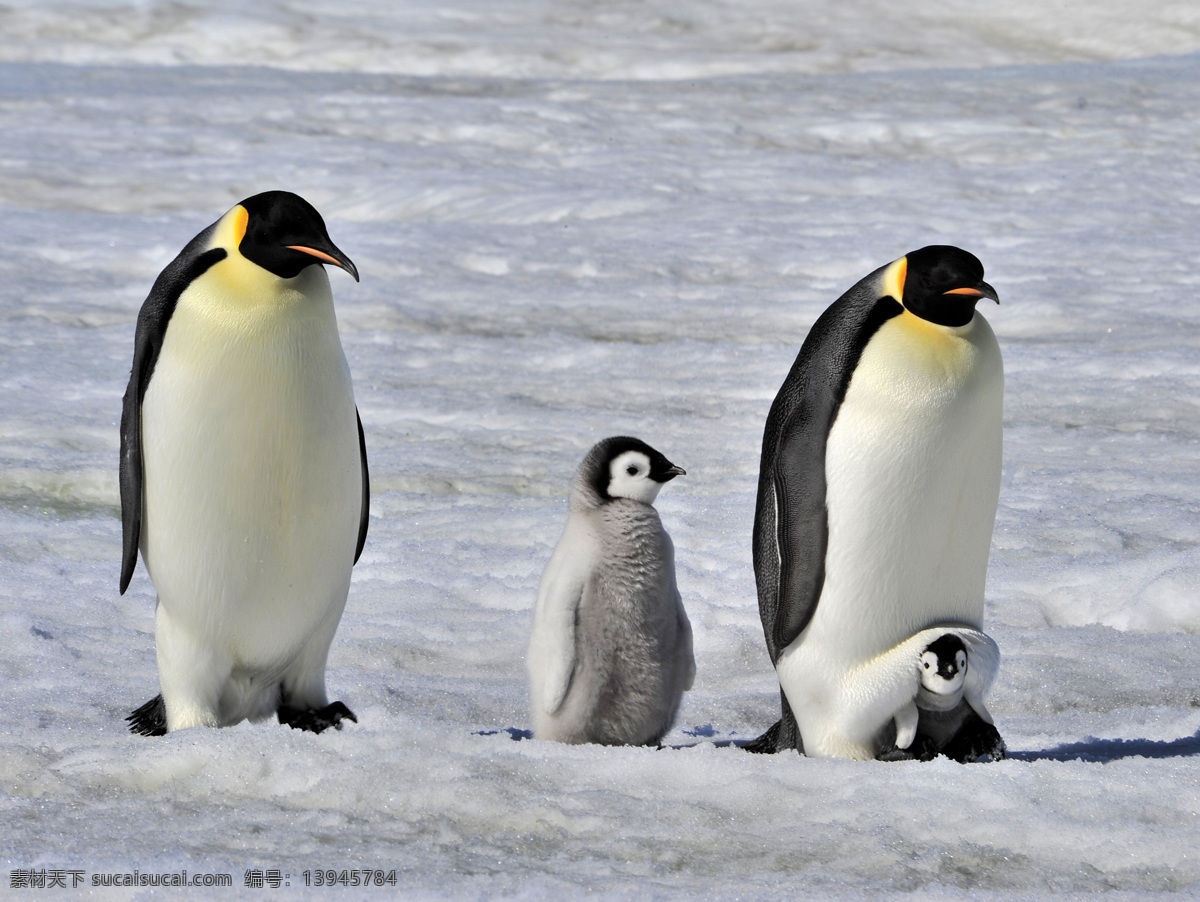 冰面 上 企鹅 家庭 幼小企鹅 南极 动物 陆地动物 生物世界 灰色