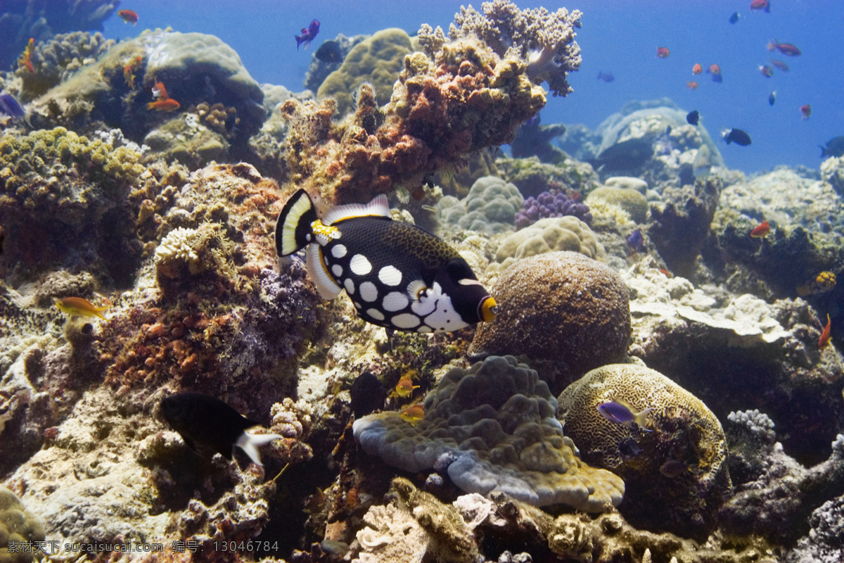 海洋生物 海底世界 海洋 海洋鱼类 珊瑚 生物世界 鱼 鱼类 洋生物 软体动物