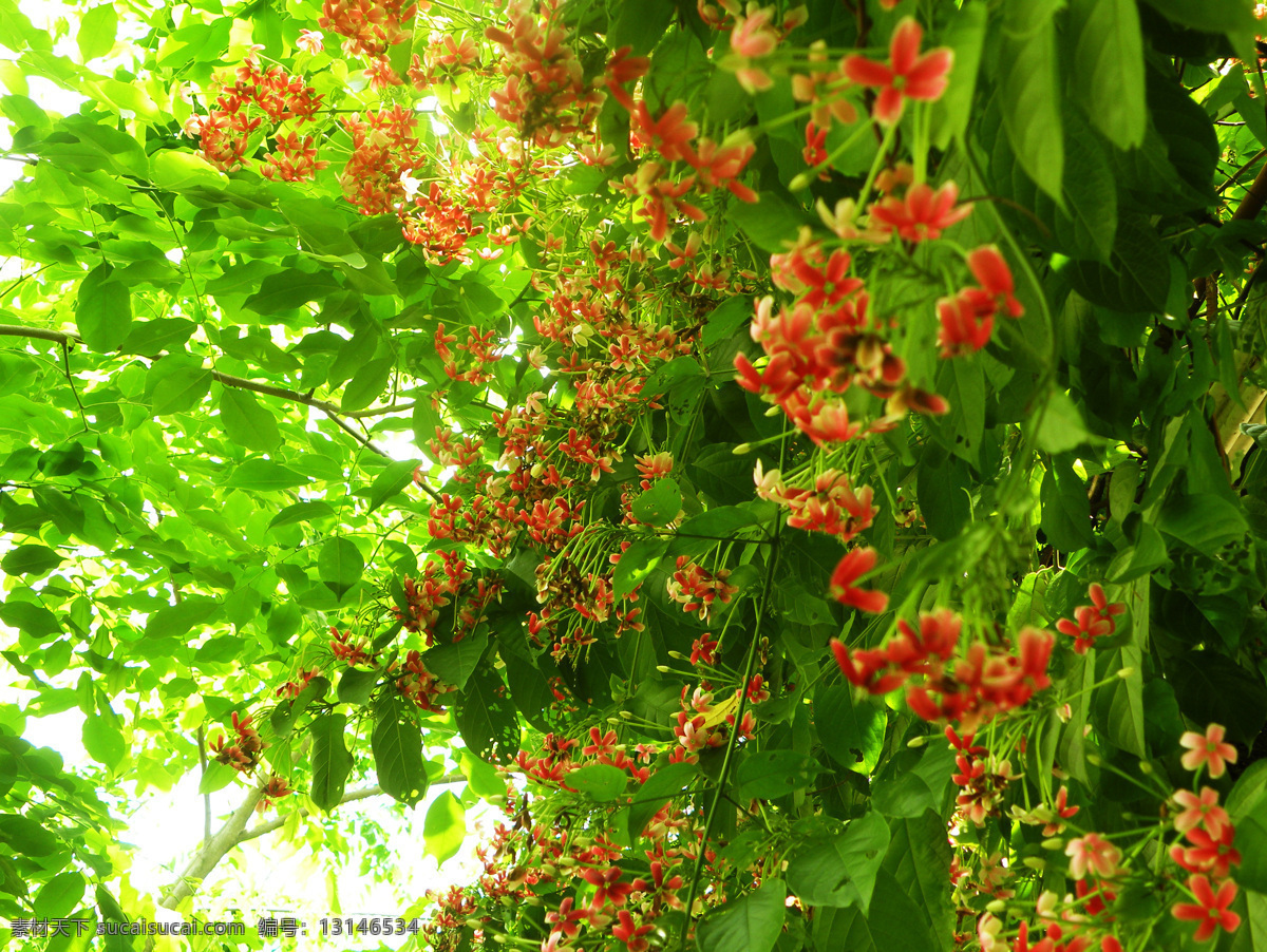 香世界庄园 使君子 香草 花草 鲜花 生物世界