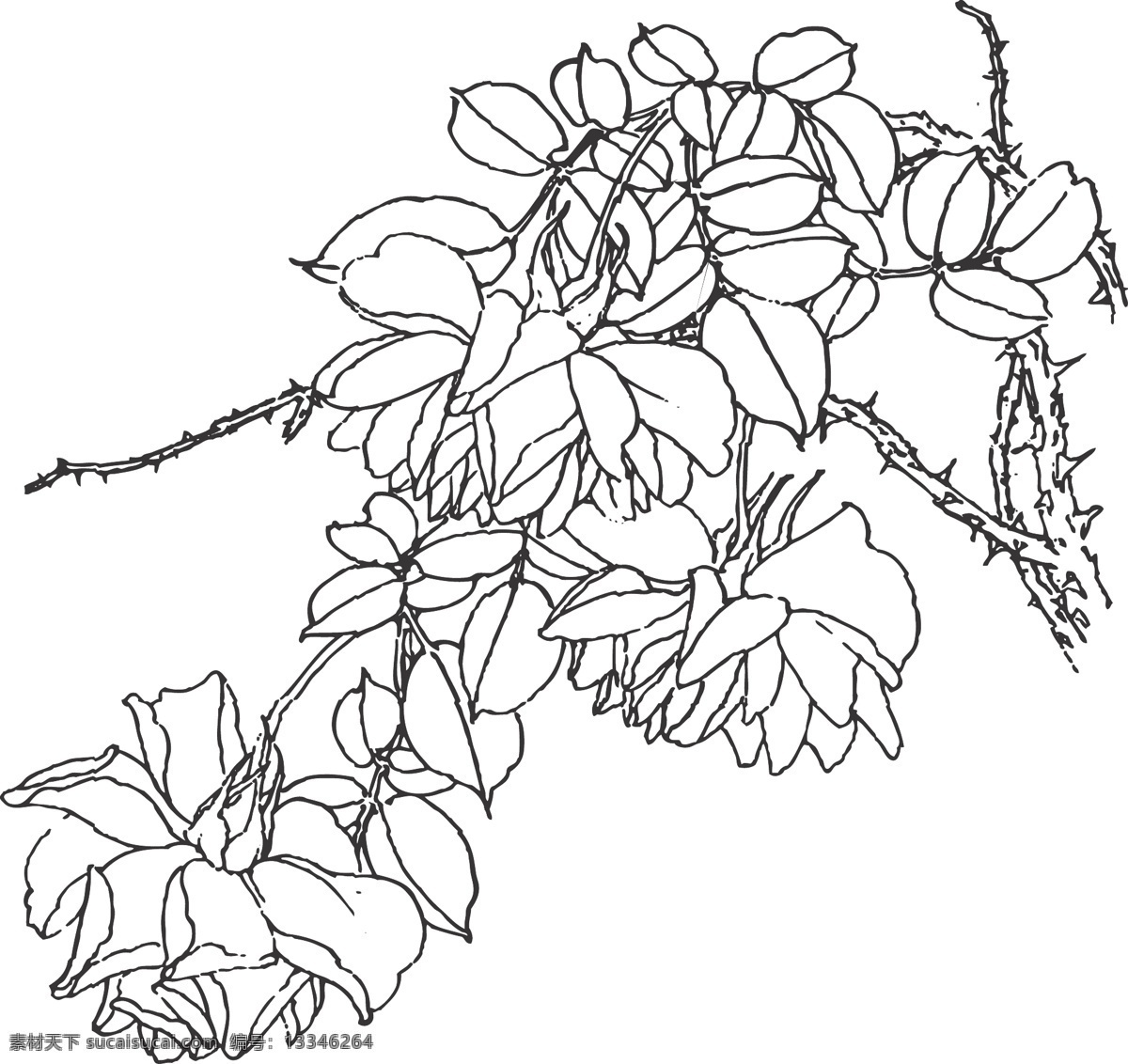 月季花 花卉 植物 观赏 线条 矢量 装饰 插画 白描 花中皇后 蔷薇科 香气浓郁 花卉白描图 文化艺术 绘画书法