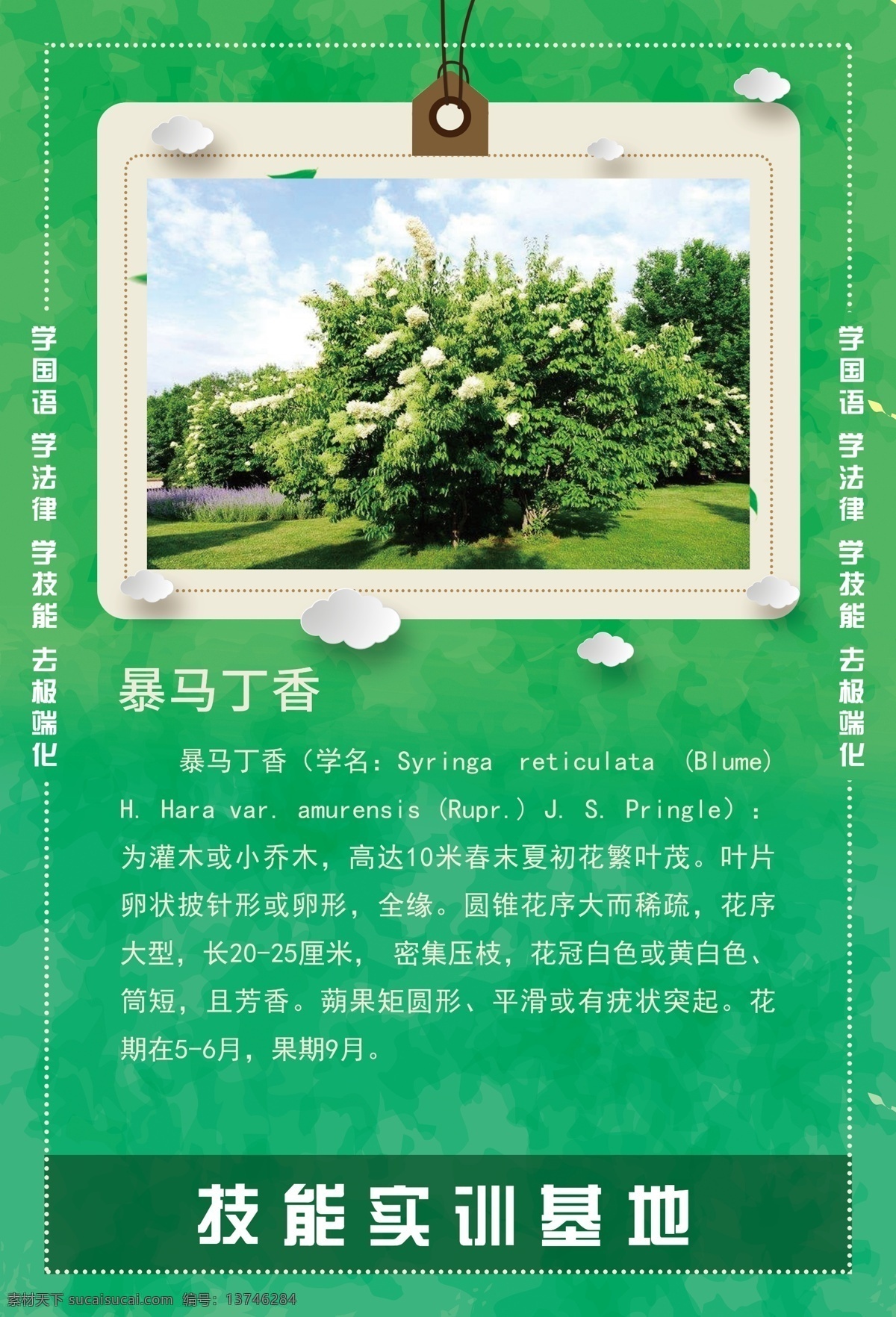 暴马丁香 树 植物 系列 植物简介 树枝 海报 挂画 精艺广告