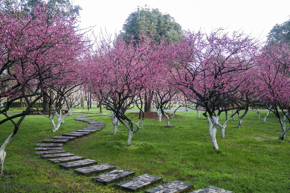 园林景观 梅花 红梅 粉梅 梅园 园林花卉 梅花盛开 梅花园 公园园林 绿地红梅 生物世界 花草