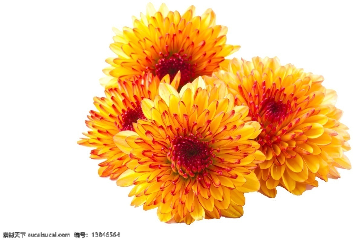 黄色 新鲜 菊花 免 抠 透明 黄色新鲜菊花 元素 图形 菊花海报图片 菊花广告素材 菊花海报图