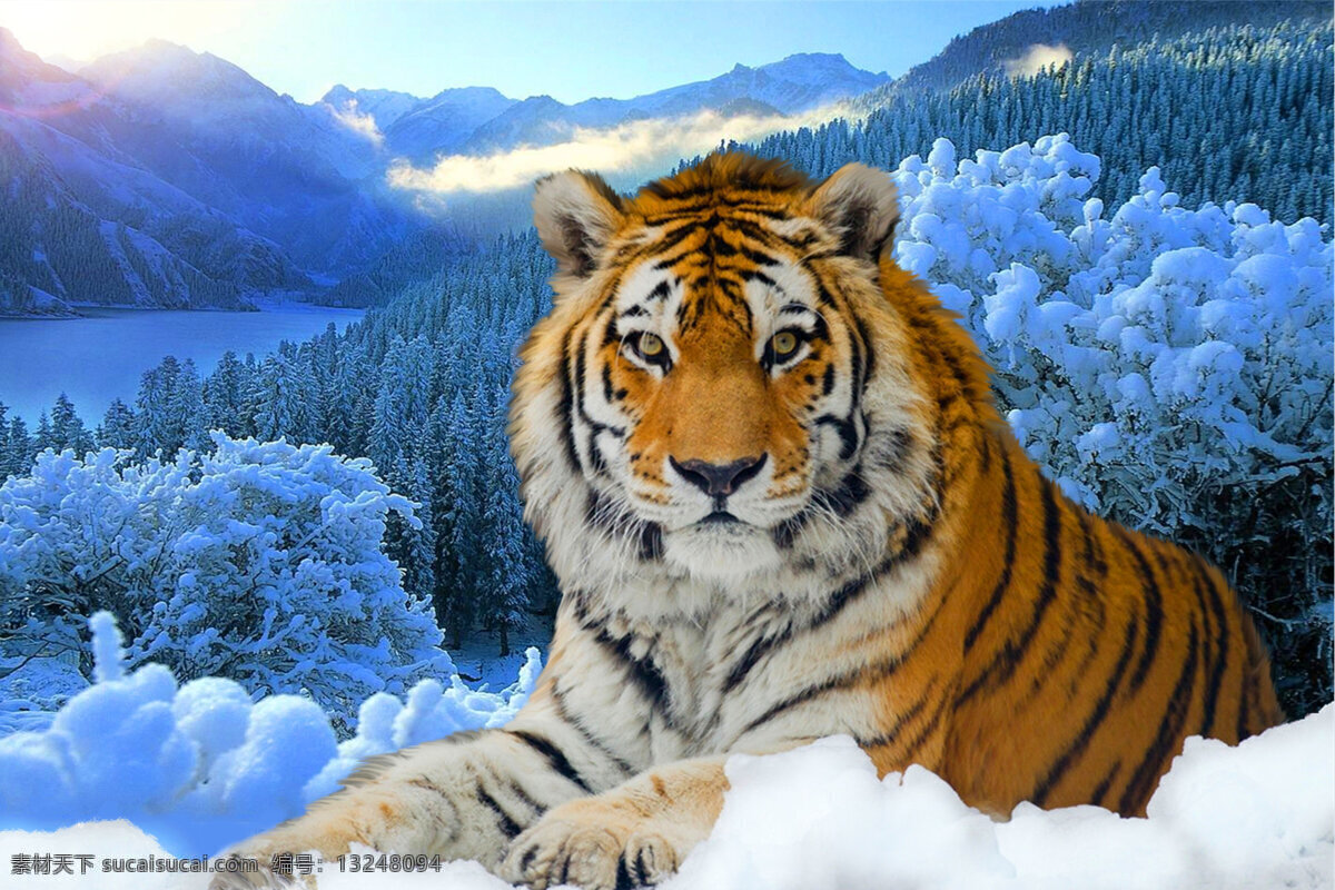 生物世界 虎 雪地 森林 林木 阳光 野生动物