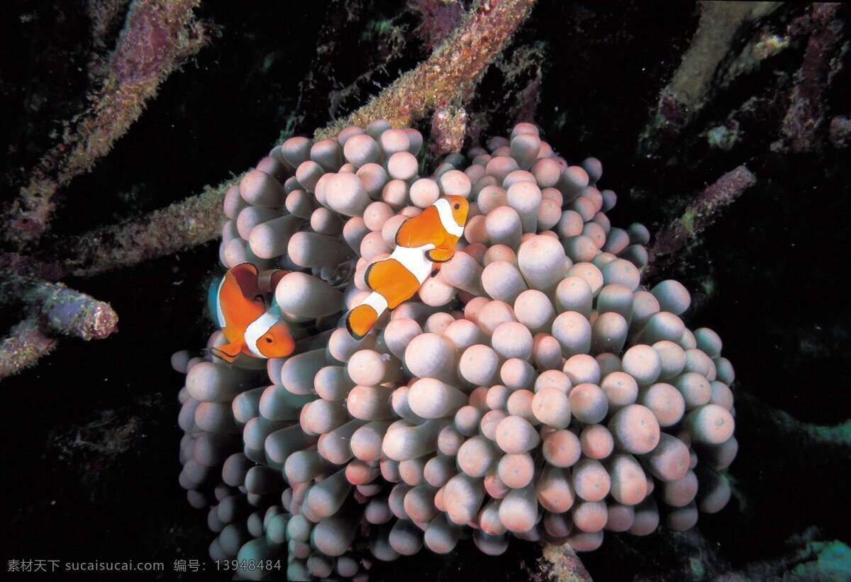 小丑鱼 热带鱼 海葵 咸水鱼 鱼虾 贝类 水 生物 生物世界 海洋生物