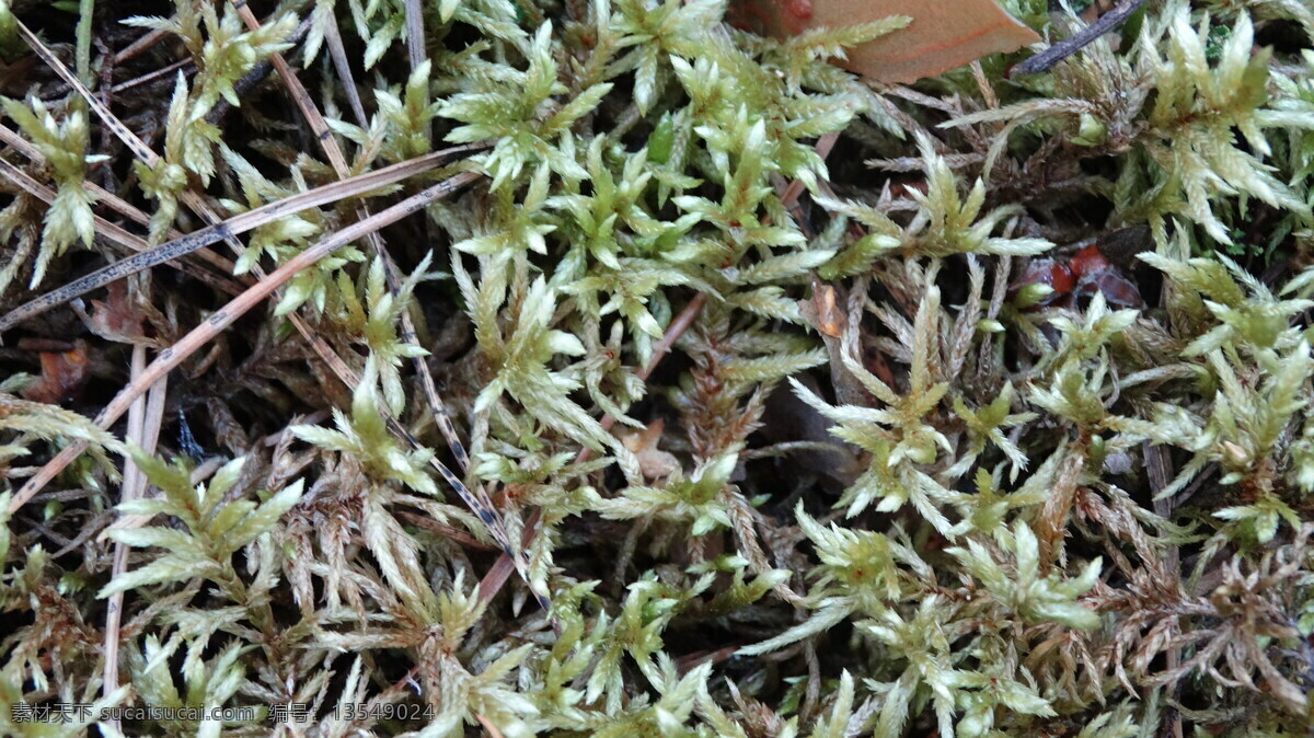 地衣 苔藓 苔藓植物 植物摄影 其他生物 生物世界
