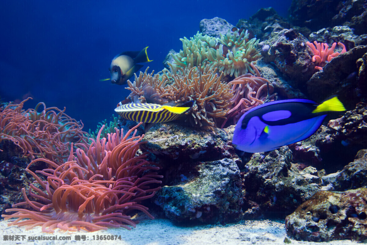 美丽 海洋世界 珊瑚 鱼类 其他类别 环境家居